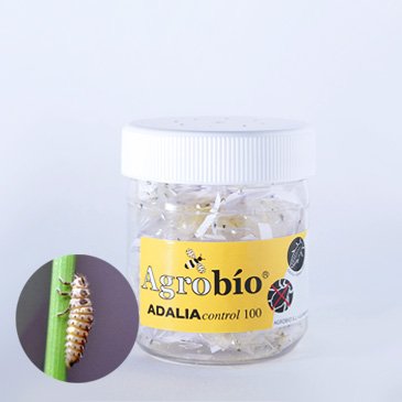 AdaliaControl - Adalia bipunctata - 250 larvae